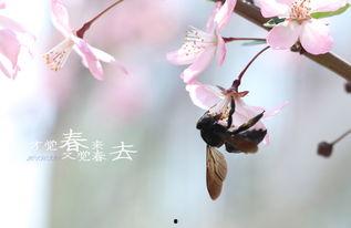 春去春来 第2张 春去春来 第2张