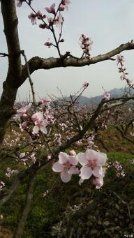 桃花破困入东风,春意盎然，逆境重生  第2张