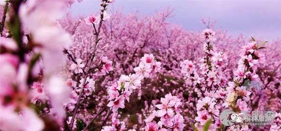 桃花破困入东风,春意盎然，逆境重生  第3张