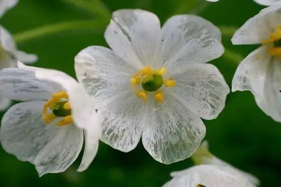 朦胧的山荷叶  第2张